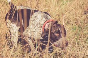 Dog on the hunt